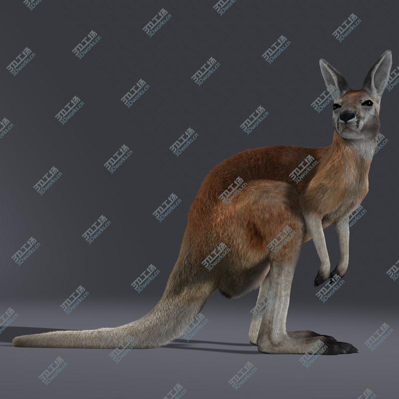 images/goods_img/202104094/Kangaroo (RIGGED) (FUR)/3.jpg